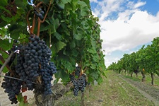 Rote Weintrauben an den Reben im Bordeauxgebiet.