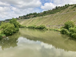 Blick über den Neckar zu den angrenzenden Weinbergen