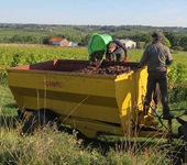 Zwei Winzer im Bordeauxgebiet bei der Weinlese.