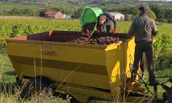 Zwei Winzer im Bordeauxgebiet bei der Weinlese.