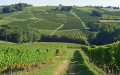 Weinberge mit sattgrünen Weinreben prägen das Bordeauxgebiet über weite Strecken.