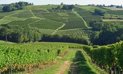 Weinberge mit sattgrünen Weinreben prägen das Bordeauxgebiet über weite Strecken.