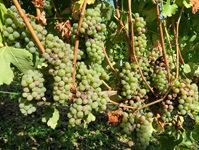 Grüne Weintrauben im Bordeauxgebiet.
