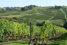 Malerische Weinterrassen im Bordeauxgebiet.
