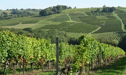 Malerische Weinterrassen im Bordeauxgebiet.