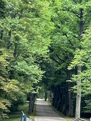 Eine Allee aus Laubbäumen auf der Radreise Danzig, Ermland und Masuren