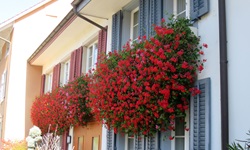 Herrlich mit Blumen geschmückte Häuserfassaden in Pratteln.