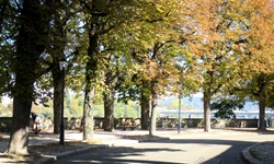 Herbstlich bunt gefärbte Baumkronen am Basler Rheinufer.