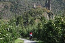 Eine Radfahrerin radelt auf dem Etschtal-Radweg durch den Vinschgau an Bäumen vorbei und vor ihr auf einem Hügel steht eine Ruine