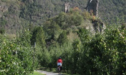 Eine Radfahrerin radelt auf dem Etschtal-Radweg durch den Vinschgau an Bäumen vorbei und vor ihr auf einem Hügel steht eine Ruine