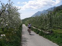 Eine Radfahrerin fährt auf dem Etschtal-Radweg an blühenden Apfelbäumen vorbei