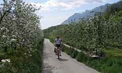 Eine Radfahrerin fährt auf dem Etschtal-Radweg an blühenden Apfelbäumen vorbei