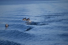 Zwei Delphine springen bei den Ionischen Inseln aus den Wellen, während ein dritter seinen Kopf aus dem Wasser streckt.
