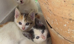 Drei kleine Kätzchen, eine weiß-schwarz gefleckt und die anderen in weiß-rot-schwarz, verstecken sich zwischen einem teracotta-farbenen Blumentopf und einer Hauswand
