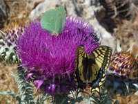 Ein türkiser und ein gelb-schwart-blauer Schmetterling sitzen auf einer Blüte einer Silberdistel auf den Ionischen Inseln