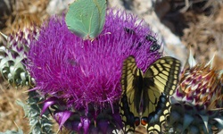 Ein türkiser und ein gelb-schwart-blauer Schmetterling sitzen auf einer Blüte einer Silberdistel auf den Ionischen Inseln