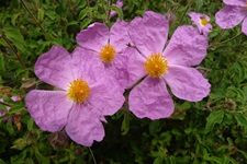 Christrosen blühen mit rosa Blüten und einer orangenen Mitte auf einer der Ionischen Inseln