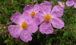 Christrosen blühen mit rosa Blüten und einer orangenen Mitte auf einer der Ionischen Inseln