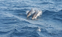 Delfine springen aus dem Meer vor den Ionischen Inseln