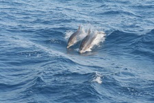 Zwei Delfine springen aus dem Meer wieder ins Wasser