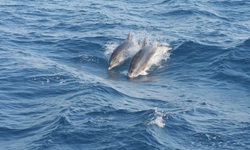 Zwei Delfine springen aus dem Meer wieder ins Wasser