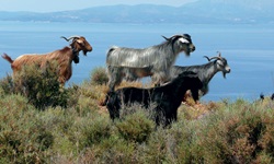 Vier Ziegen mit langem Fell, eine braun mit einer Glocke um den Hals, eine schwarz, die beiden anderen silber-grau, auf einem Feld