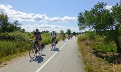 Eine Gruppe Fahrradfahrer fährt auf einem geteerten Radweg durch die Landschaft von Istrien