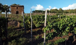 Ein altes Steinhäuschen in einem der zahlreichen Weinberge Istriens.