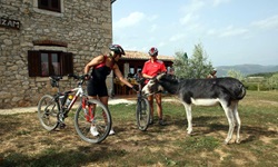 Zwei Radfahrer auf der istrischen Weinstraße streicheln während einer Pause einen Esel.