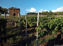 Ein altes, idyllisch von Weinbergen eingerahmtes Steinhäuschen.