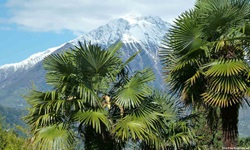 In Meran vereinen sich mit Palmen und schneebedeckten Gipfeln zwei scheinbar unüberwindliche Gegensätze.