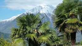 In Meran vereinen sich mit Palmen und schneebedeckten Gipfeln zwei scheinbar unüberwindliche Gegensätze.