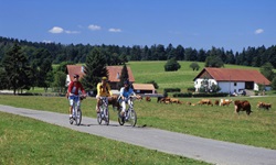 Drei Radler fahren auf der Jura-Route an friedlich grasenden Kühen und idyllisch gelegenen Höfen vorbei.