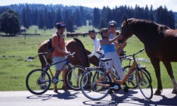 Eine Gruppe Radfahrer hat mitten auf dem Weg angehalten, um die zutraulichen Freiberger Pferde zu streicheln.