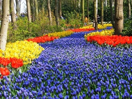 Blühende Blumenfelder im Keukenhof in Holland