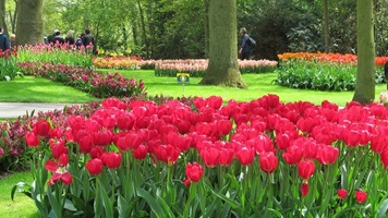 Ein rotes Tulpenfeld und weitere im Hintergrund im botanischen Garten Keukenhof in Holland