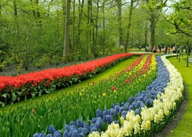 Blumenteppiche aus Hyazinthen und Tulpen im botanischen Garten Keukenhof in Holland