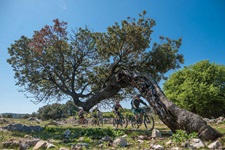 Eine Gruppe von vier Mountainbikern nähert sich einem mächtigen Olivenbaum, der sich anhand der starken Winde in der Kvarner Bucht so weit geneigt hat, dass seine Krone parallel zum Erdboden verläuft.