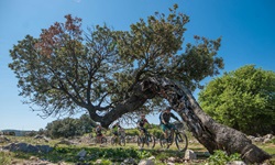 Eine Gruppe von vier Mountainbikern nähert sich einem mächtigen Olivenbaum, der sich anhand der starken Winde in der Kvarner Bucht so weit geneigt hat, dass seine Krone parallel zum Erdboden verläuft.
