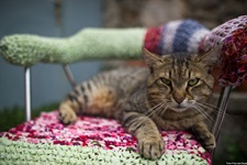 Eine braun getigerte Katze liegt auf einem Stuhl und schaut skeptisch in die Kamera.