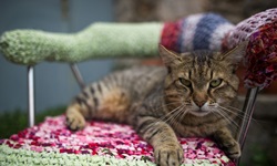 Eine braun getigerte Katze liegt auf einem Stuhl und schaut skeptisch in die Kamera.
