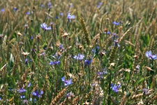 Blau blühende Kornblumen in einem Weizenfeld.
