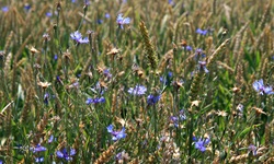 Blau blühende Kornblumen in einem Weizenfeld.