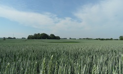 Kornfeld mit noch unreifem Getreide.