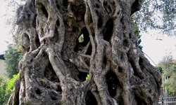 Gigantischer Olivenbaum mit besonders vielen Wurzeln im Stamm in der Stadt Pag bei Zadar in Kroatien