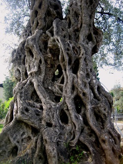 Gigantischer Olivenbaum mit besonders vielen Wurzeln im Stamm in der Stadt Pag bei Zadar in Kroatien