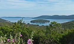Blick zur Insel Molat in Kroatien mit vielen Booten davor