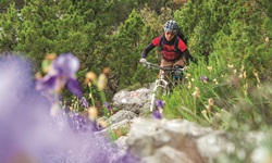 Eine Mountainbikerin bewältigt einen Naturtrail auf einer Insel der Kvarner Bucht. Im Bildvordergrund blühen lilafarbene Schwertlilien.