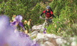 Eine Mountainbikerin genießt eine Naturstrecke auf einer Insel der Kvarner Bucht. Im Vordergrund blühen Schwertlilien.