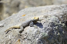 Eine Echse auf einem Stein auf der kykladischen Insel Delos